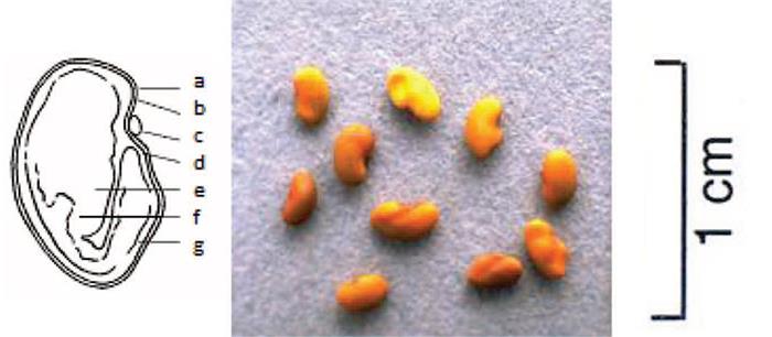 بذر و ساختار بذر یونجه